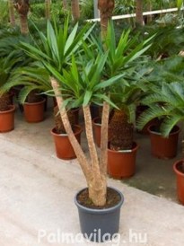 Yucca Elephantipes Romificata